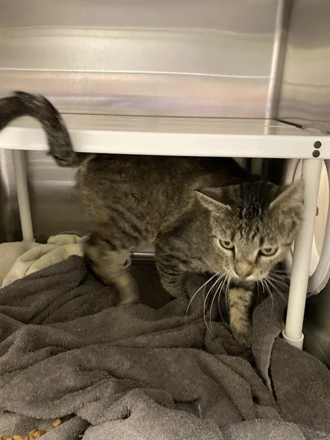 An adult medium-sized male Domestic Short Hair cat named Kitkat for adoption in Omaha, NE