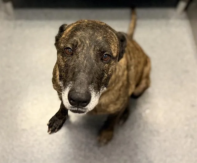 An adult medium-sized female Mixed Breed dog named Gaia for adoption in Dallas, TX