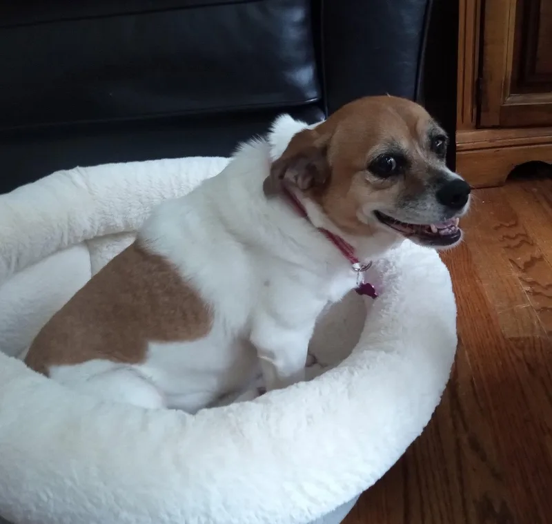 An adult small-sized female Beagle dog named Meredeth for adoption in Alpharetta, GA