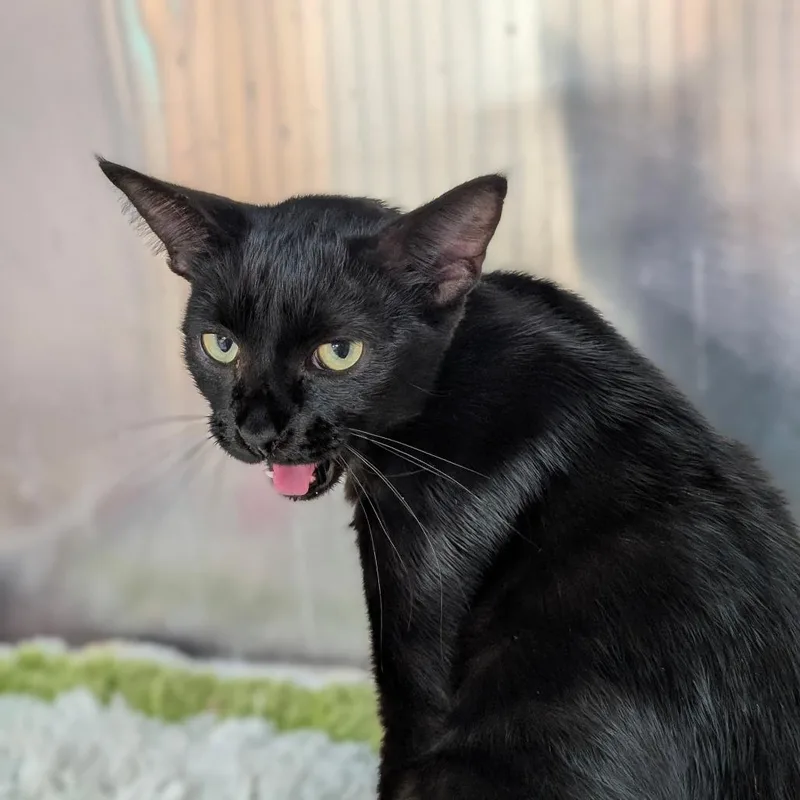 A young medium-sized male Black Domestic Short Hair cat named Quasi Modo for adoption in Leander, TX