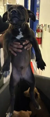 A baby small-sized male Pit Bull Terrier dog named Boots for adoption in Bakersfield, CA