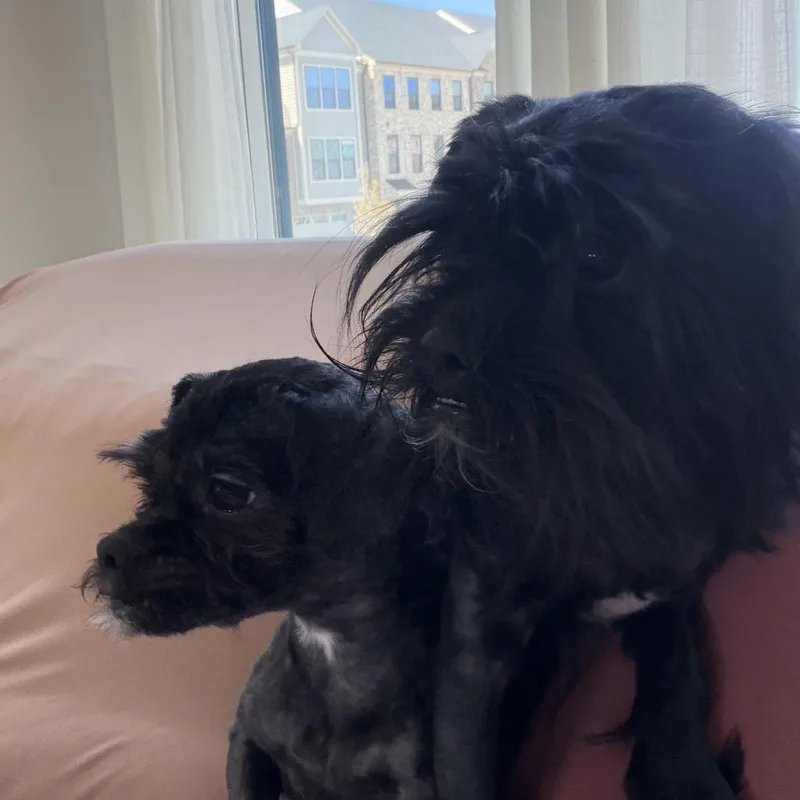 An adult small-sized female Black Shih Tzu dog named Tamera for adoption in Rockville, MD