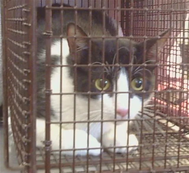 A young small-sized female Domestic Short Hair cat named Dolly for adoption in Sacramento, CA