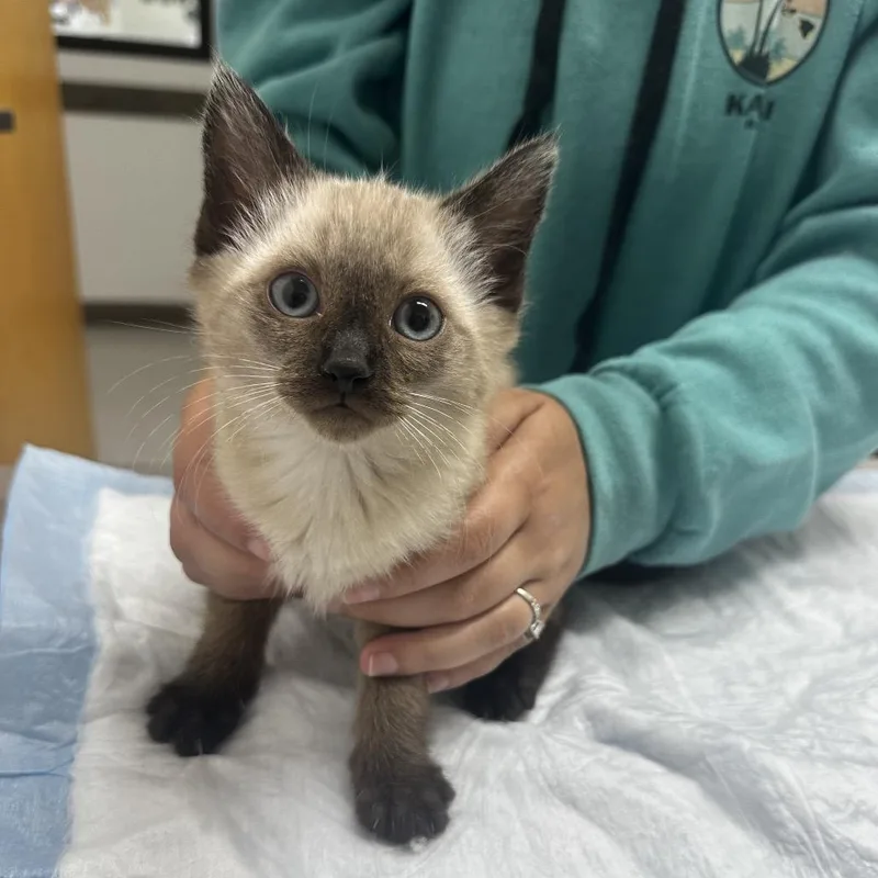A baby small-sized male Cream / Ivory Siamese cat named Luigi for adoption in Ashland, OR