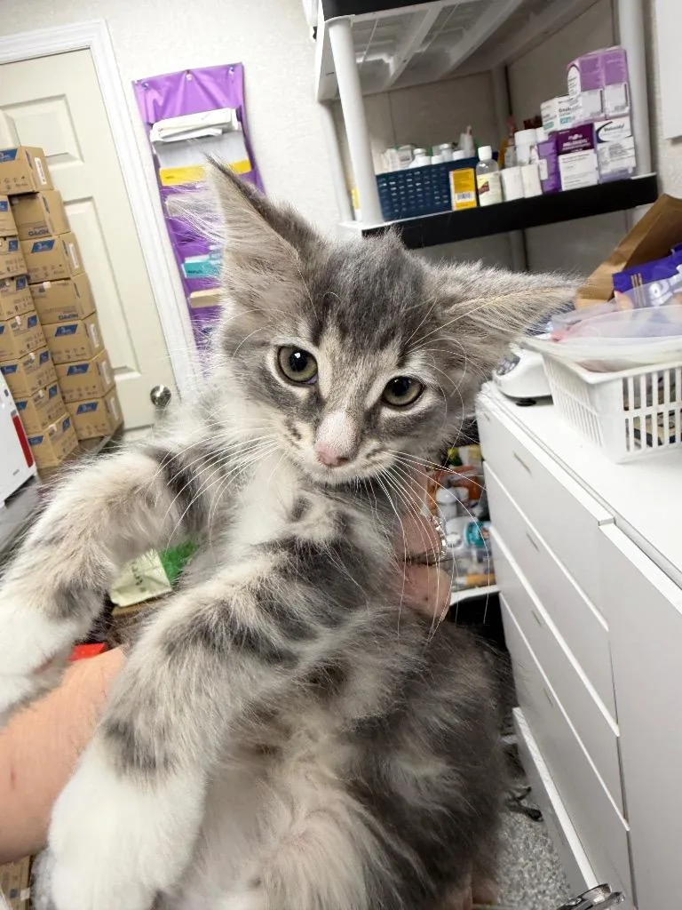 A baby medium-sized female Domestic Short Hair cat named Chispita for adoption in Pomona, NY