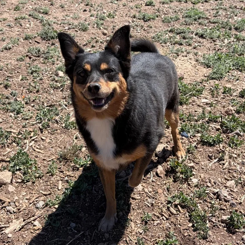 An adult medium-sized female Black Mixed Breed dog named Bellabells for adoption in Flagstaff, AZ