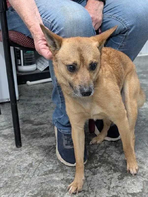 An adult small-sized male Chihuahua dog named Paco for adoption in Aurora, IL