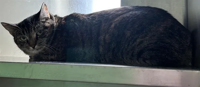 An adult medium-sized female Domestic Short Hair cat named Moshi for adoption in Boston, MA