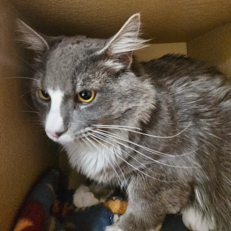 Theodore Von Sprinkles