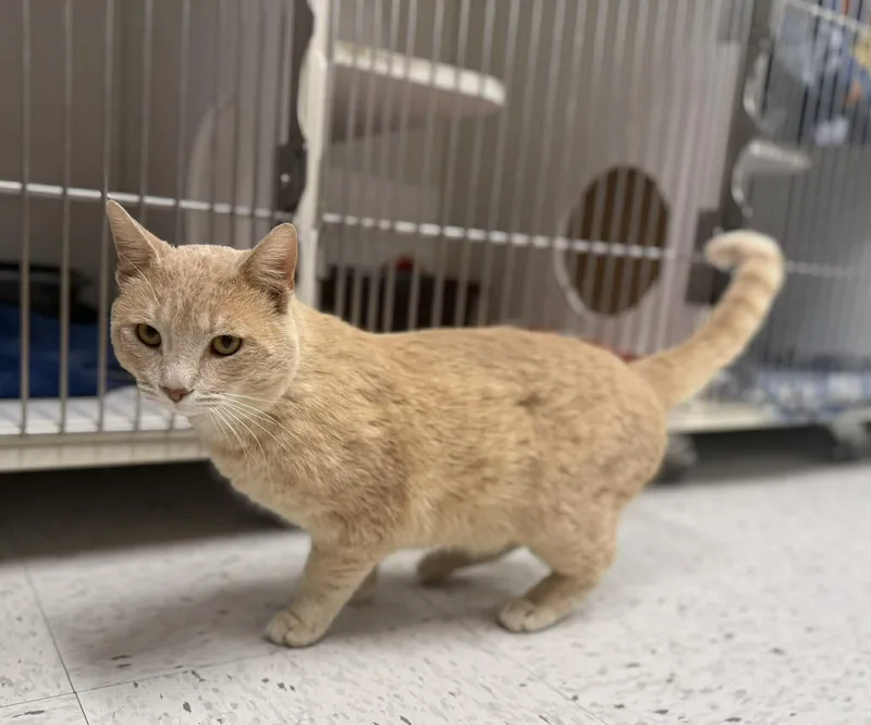 An adult medium-sized male Orange & White Domestic Short Hair cat named Goff for adoption in Leitchfield, KY