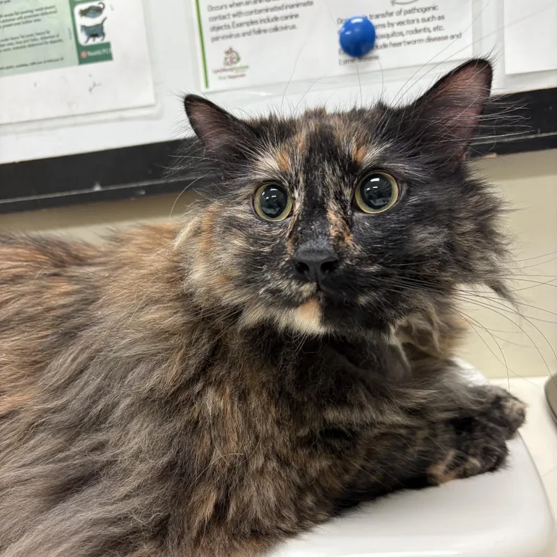 A senior extra large-sized female Tortoiseshell Domestic Long Hair cat named Kyra for adoption in Lynchburg, VA