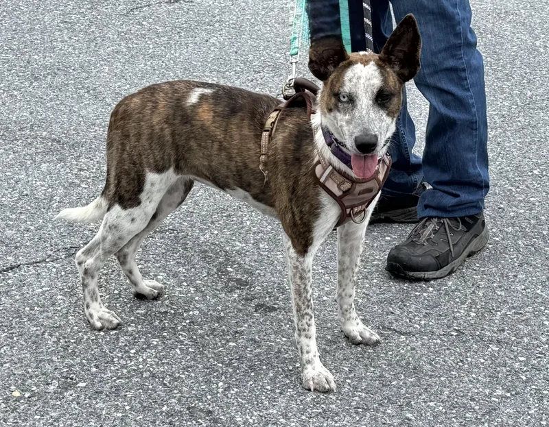 A young medium-sized female Cattle Dog dog named Brickley for adoption in Ellicott City, MD