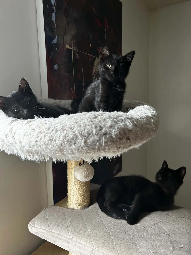 A young medium-sized female Domestic Short Hair cat named Paris for adoption in Pittsburgh, PA