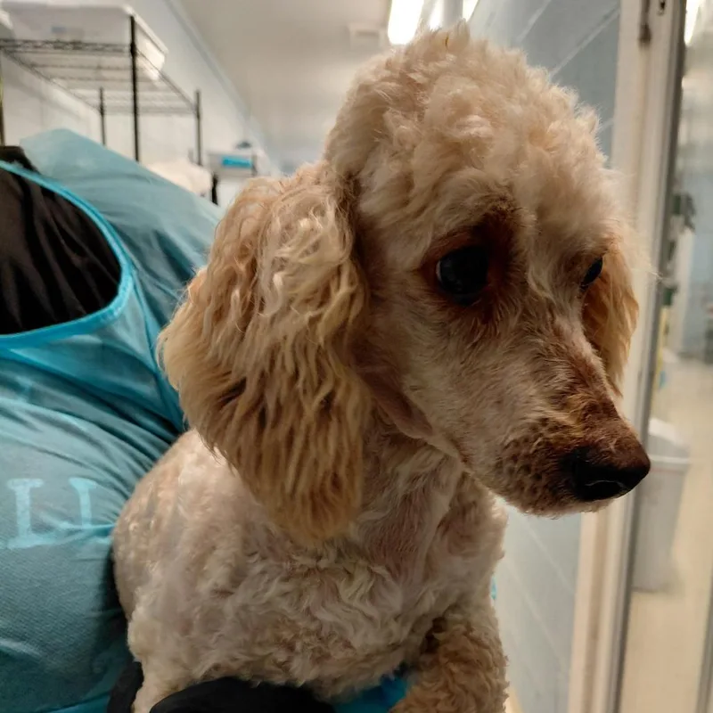 Phillipe thumbnail 2