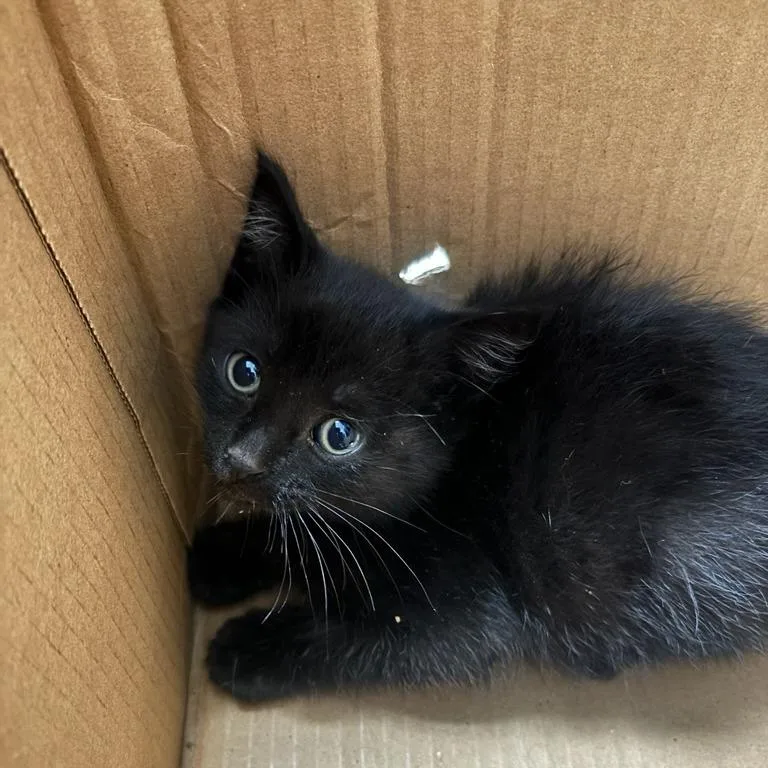 A baby small-sized male Black Domestic Short Hair cat named Nyx for adoption in Point Richmond, CA