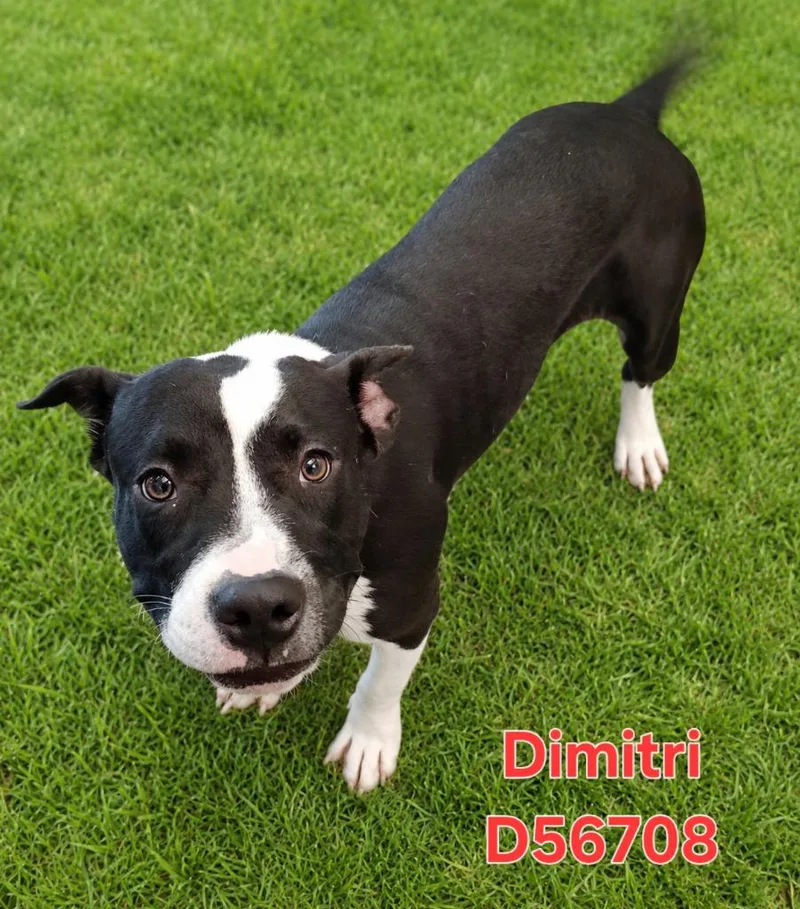 Dimitri