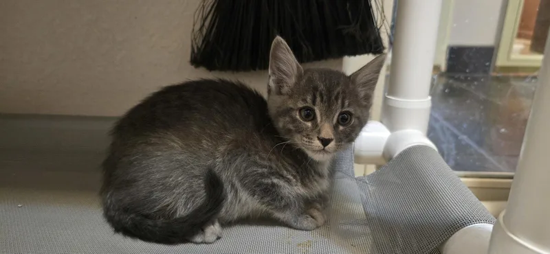 An adult medium-sized male Domestic Short Hair cat named Dingo for adoption in Evergreen, CO