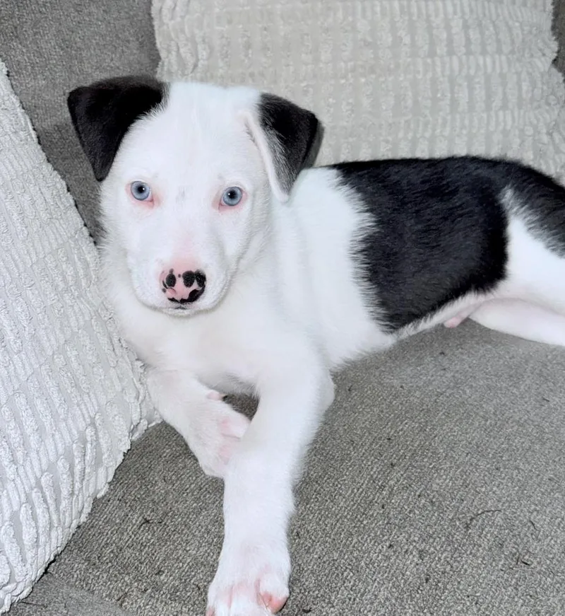 A baby large-sized male Tricolor (Brown, Black, & White) Labrador Retriever dog named Ozzie for adoption in Greenlawn, NY