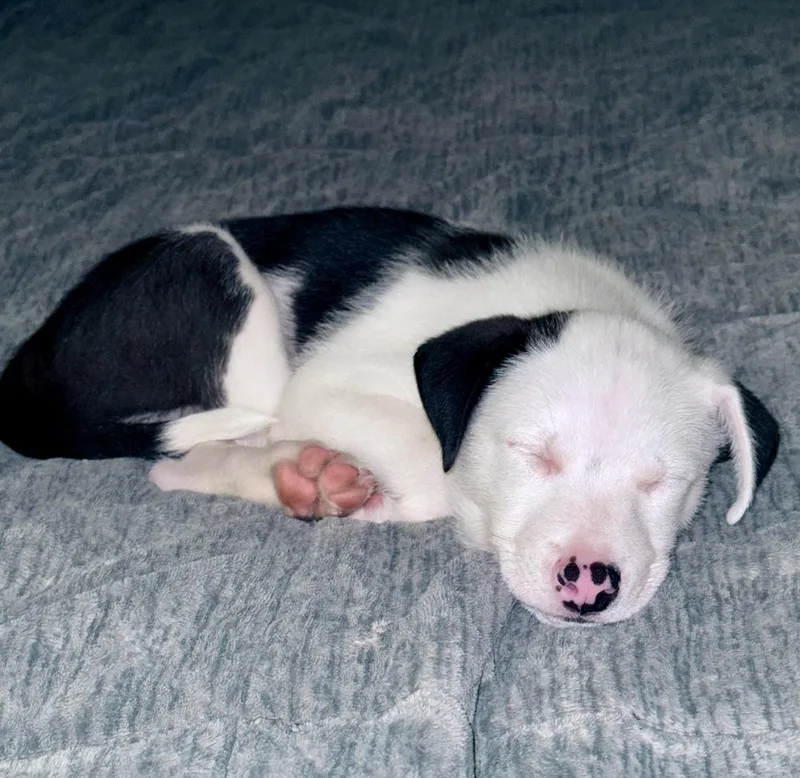 Ozzie thumbnail 2