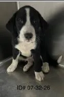 A baby large-sized male Mixed Breed dog named Sharky for adoption in Largo, FL