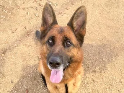 An adult large-sized male Yellow / Tan / Blond / Fawn German Shepherd Dog dog named Starfox for adoption in Georgetown, TX