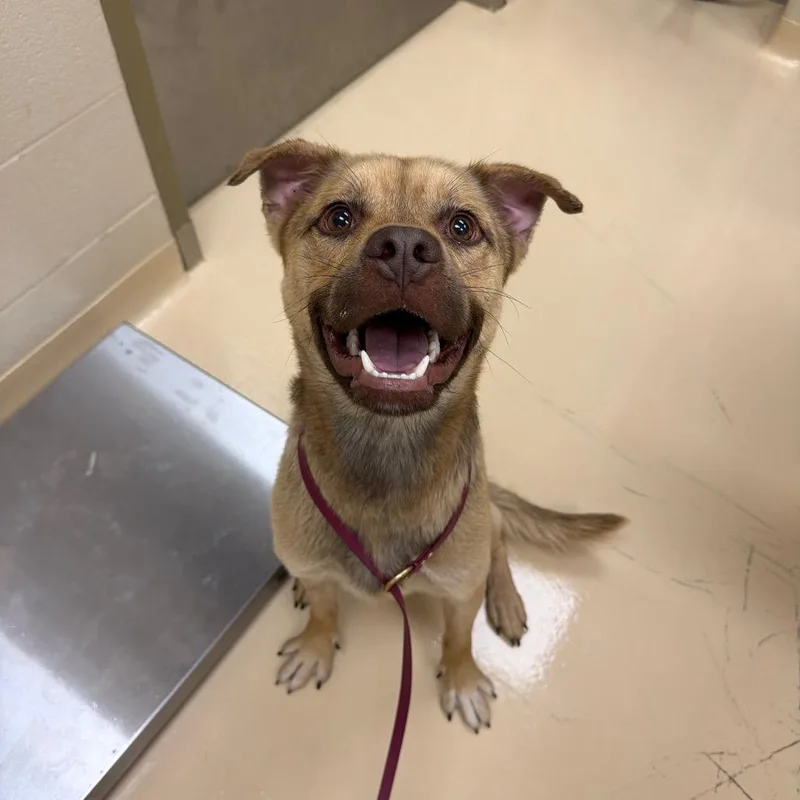 A young large-sized male Yellow / Tan / Blond / Fawn Mixed Breed dog named Platinum for adoption in Winston-Salem, NC