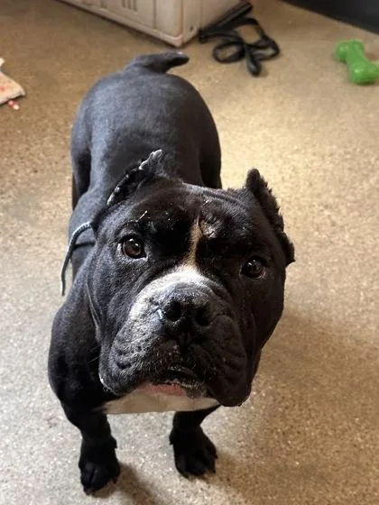 An adult medium-sized male Black English Bulldog dog named Drako for adoption in Cleveland, OH