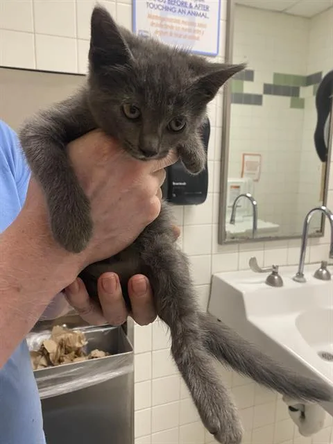A baby medium-sized male Domestic Short Hair cat named Solo for adoption in Dallas, TX