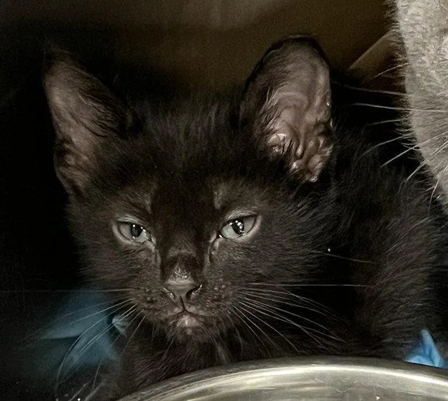 A baby small-sized male Black Domestic Short Hair cat named Armstrong for adoption in Tavares, FL