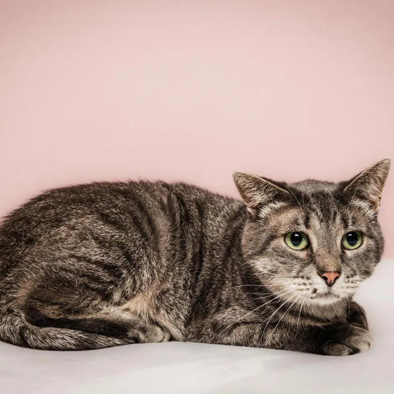 Paws Momma thumbnail 2