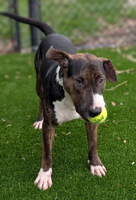 A young medium-sized male Mixed Breed dog named Boddens for adoption in Jacksonville, FL