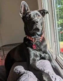 A young large-sized female Pit Bull Terrier dog named Luna for adoption in Troy, MI