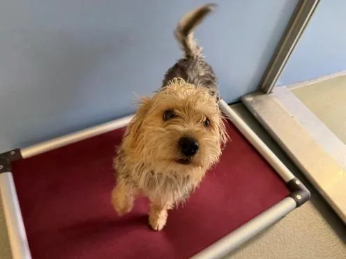 A baby small-sized male Brown / Chocolate Yorkshire Terrier dog named Skipper for adoption in San Clemente, CA