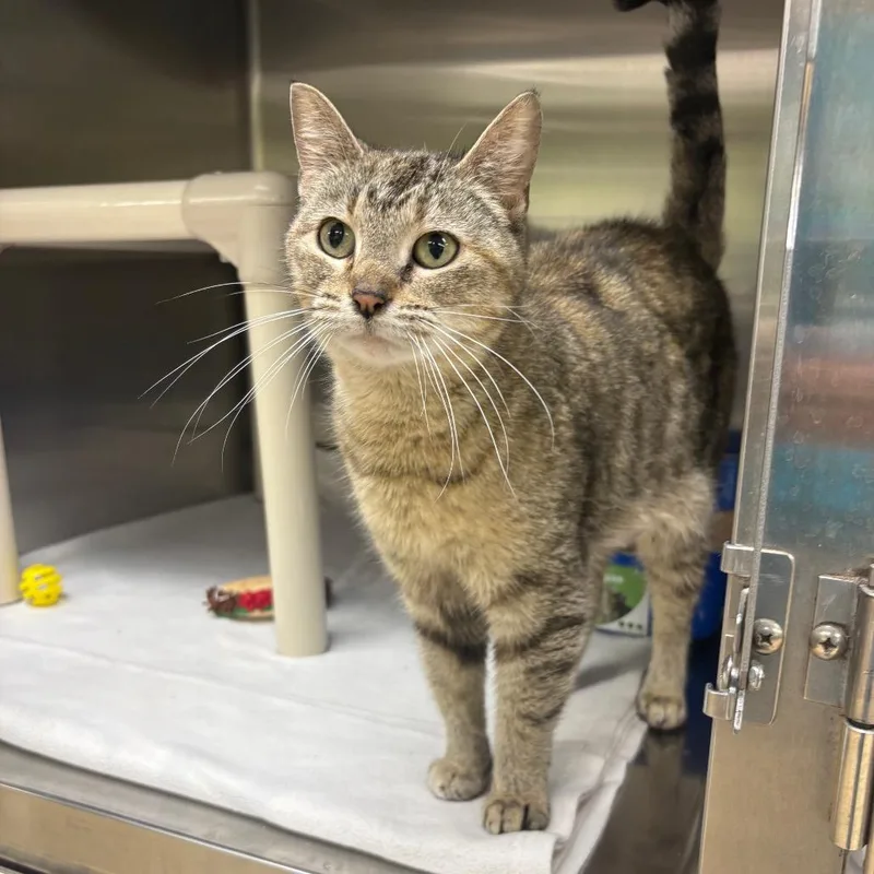 A young medium-sized female Torbie Domestic Short Hair cat named Lotus for adoption in Springfield, IL