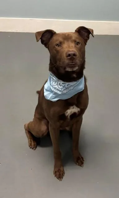 A young medium-sized male Brown / Chocolate Chocolate Labrador Retriever dog named Pierre for adoption in Hawk Point, MO