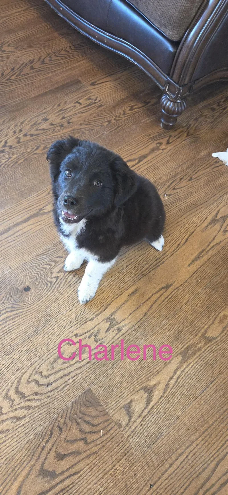 A baby medium-sized female Black Golden Retriever dog named Charlene for adoption in Warren, MI
