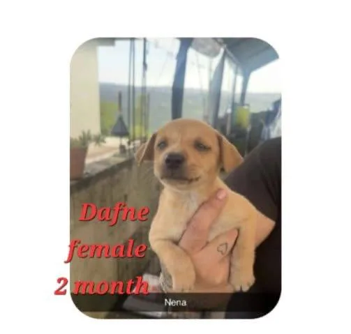 A baby small-sized female Pug dog named Daphne for adoption in Virginia Beach, VA