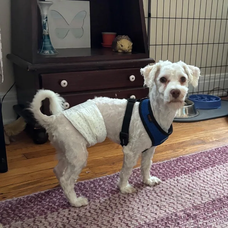 A young small-sized male Havanese dog named Stewie for adoption in Danville, VT