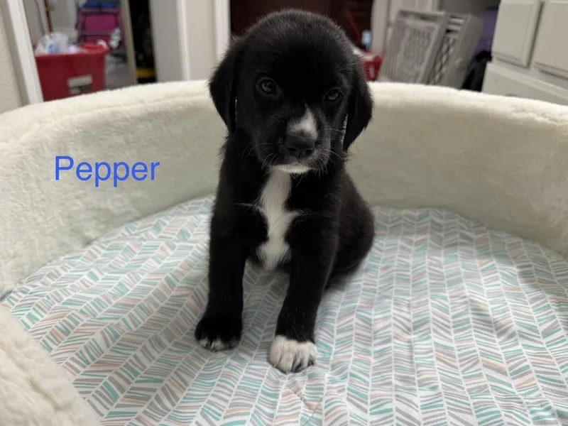 Cleveland  Pepper thumbnail 3
