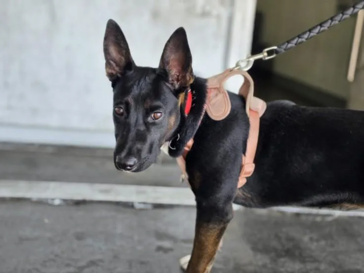 A young large-sized female German Shepherd Dog dog named Lady for adoption in Los Angeles, CA