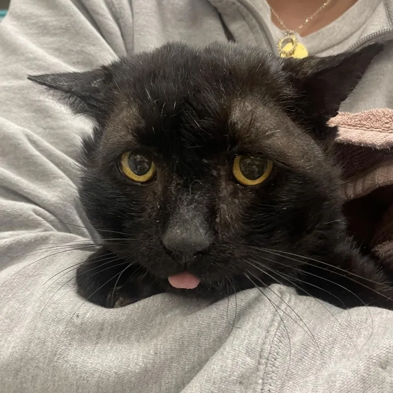 Blizzard thumbnail 2