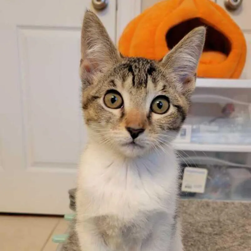 A baby small-sized female Brown / Chocolate Domestic Short Hair cat named Mittens for adoption in Valdosta , GA