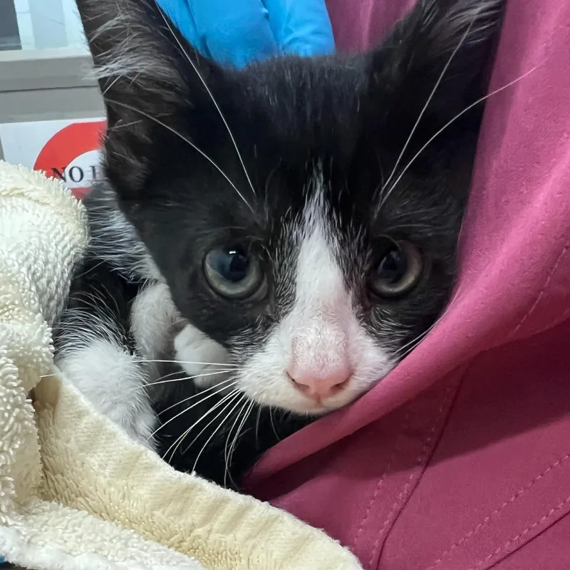 A baby small-sized female Domestic Short Hair cat named Wonderful for adoption in Marshall, VA