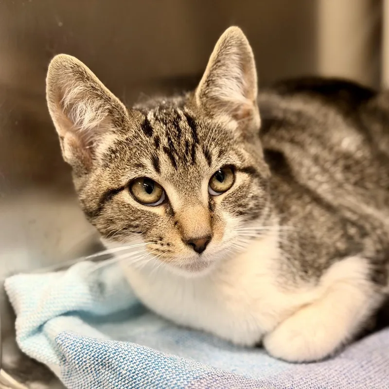 A baby medium-sized male Tabby (Brown / Chocolate) Domestic Short Hair cat named Gatsby for adoption in Jackson, NJ