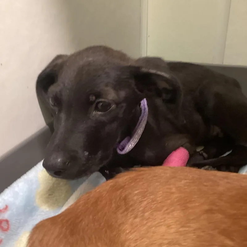 A baby small-sized female Mixed Breed dog named Gold Medallion for adoption in Austin, TX