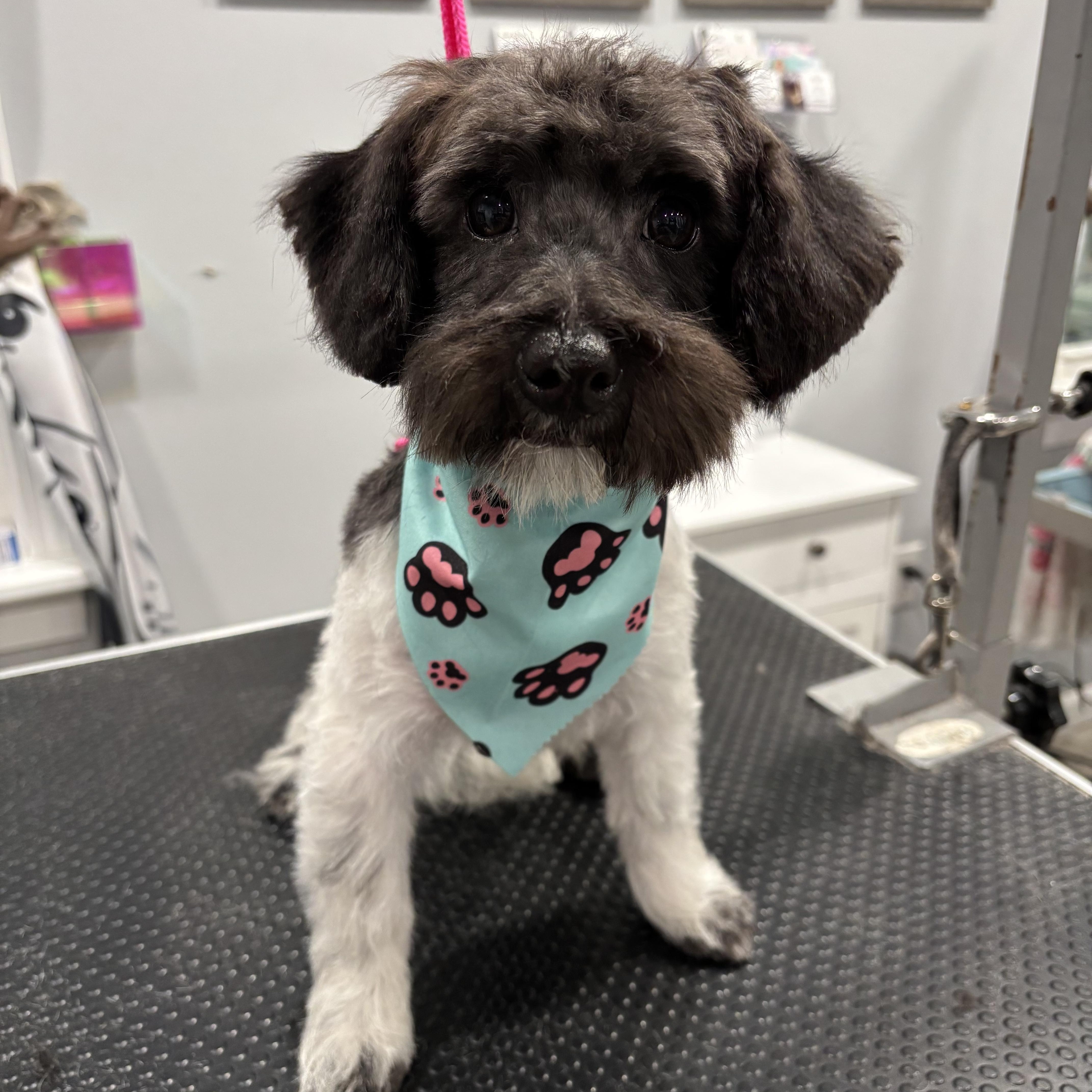Maisie
