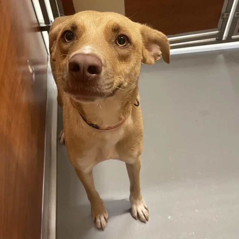 An adult medium-sized male Golden Mixed Breed dog named Wesson for adoption in Saint Charles, MO