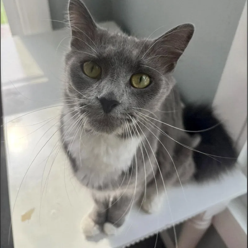 An adult medium-sized female Gray & White Domestic Short Hair cat named Maggie for adoption in Winchendon, MA