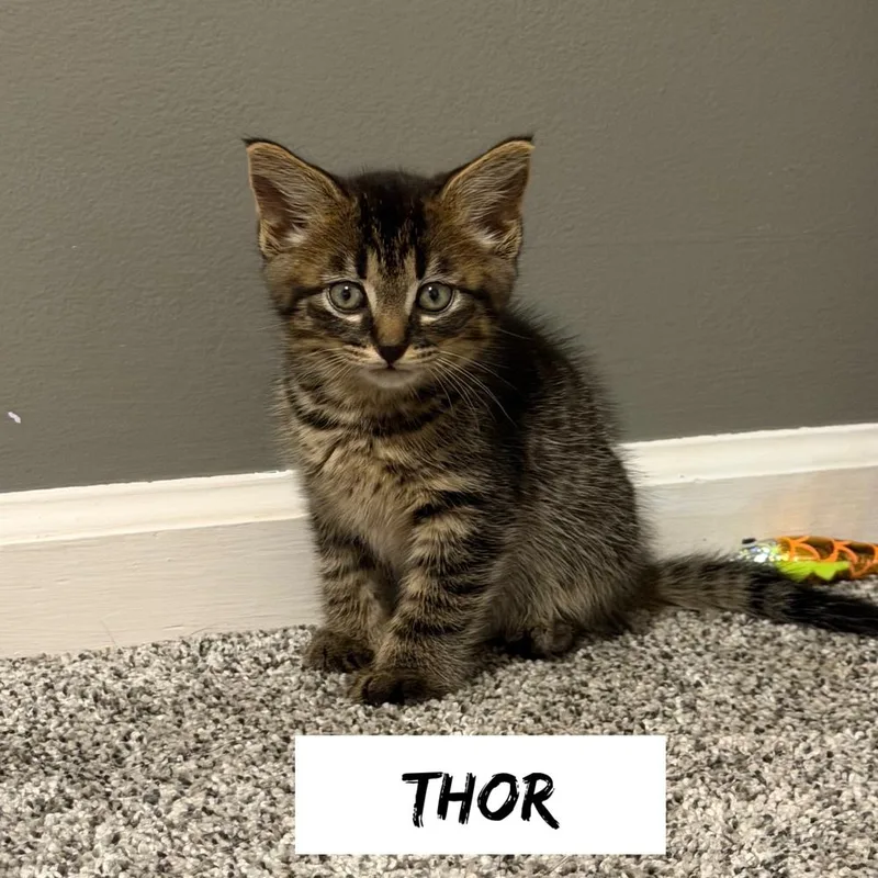 A baby small-sized male Domestic Short Hair cat named Greek boys : Thor for adoption in Aurora, IN