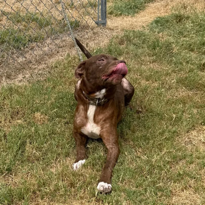 A young medium-sized female Labrador Retriever dog named Pancake for adoption in Bastrop, TX